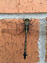 Gomphurus lineatifrons