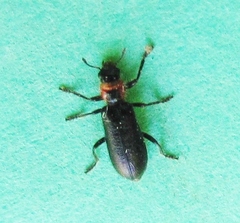 Placopterus thoracicus