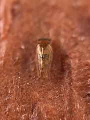 Ctenarytaina longicauda