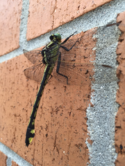 Gomphurus lineatifrons