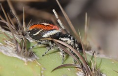 Phidippus phoenix