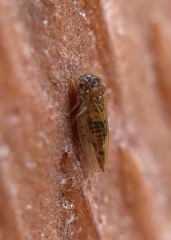 Ctenarytaina longicauda