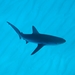 Tiburón Coralino - Photo no hay derechos reservados, subido por Michael Bommerer