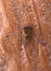 Ctenarytaina longicauda