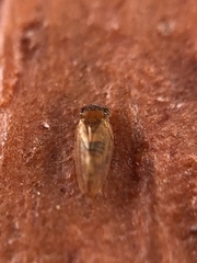 Ctenarytaina longicauda