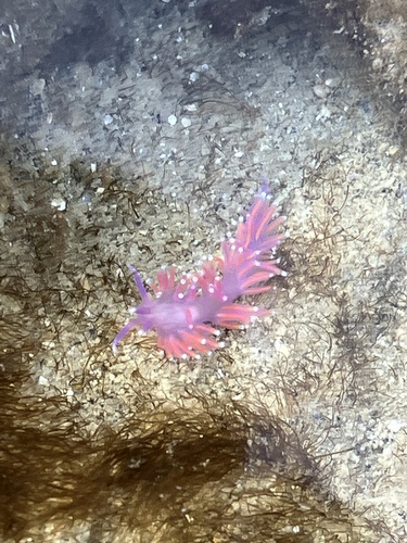 Photo of Pink flabellina (Edmundsella pedata)