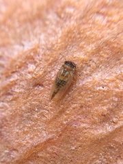 Ctenarytaina longicauda