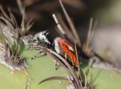 Phidippus phoenix