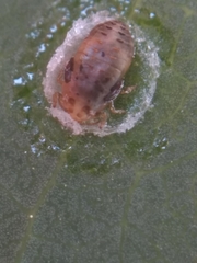 Psyllaephagus bliteus