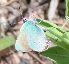 Callophrys affinis