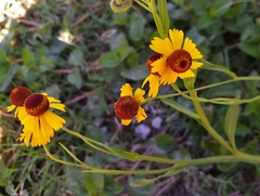 Helenium amphibolum
