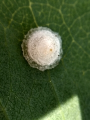 Psyllaephagus bliteus