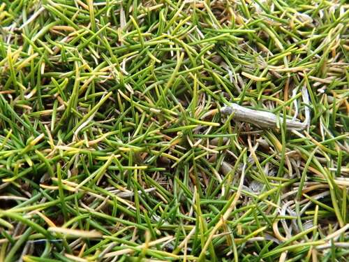 Image of Zoysia Minima (Zoysia minima) by (c) Arnim Littek, some rights reserved (CC BY)