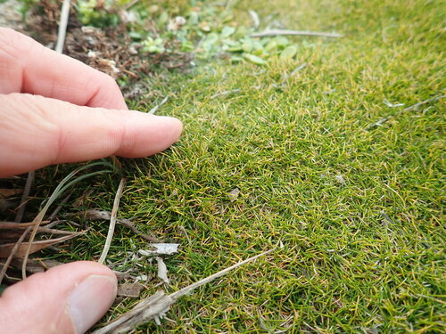 Image of Zoysia Minima (Zoysia minima) by (c) Arnim Littek, some rights reserved (CC BY)