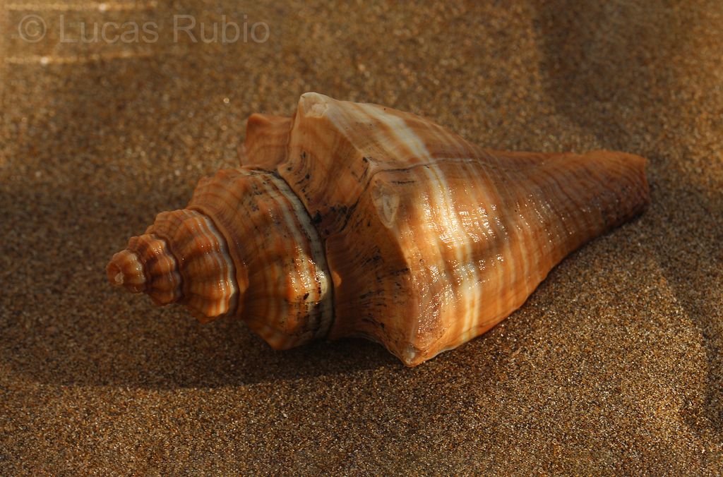 Pugilina tupiniquim