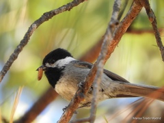 Mexican Chickadee photo 4