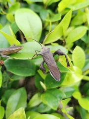 Pseudomictis distinctus