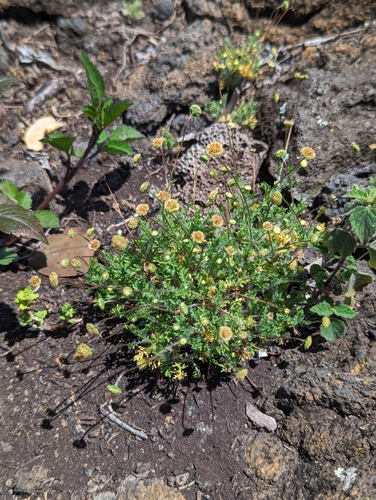 Cotula australis observed 2024-03-23