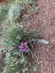 Astragalus shortianus