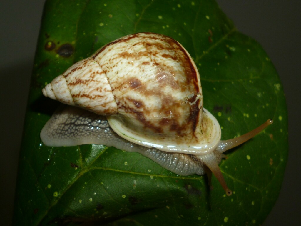 Cap-wearing Snails