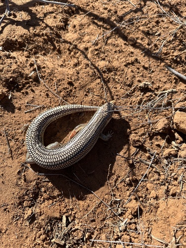 Great Plains Skink, Plestiodon obsoletus