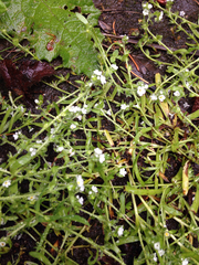 Plagiobothrys bracteatus