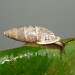 Cyclodontinidae - Photo (c) Douglas Meyer, some rights reserved (CC BY-NC), uploaded by Douglas Meyer