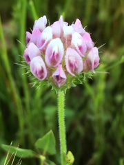 Trifolium barbigerum