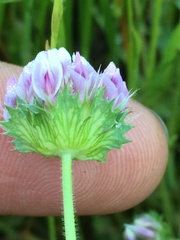 Trifolium barbigerum