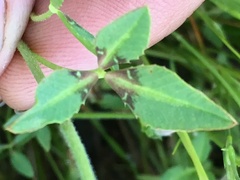 Trifolium barbigerum