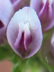 Trifolium barbigerum