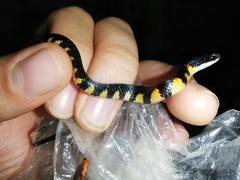 Erythrolamprus epinephalus pseudocobella