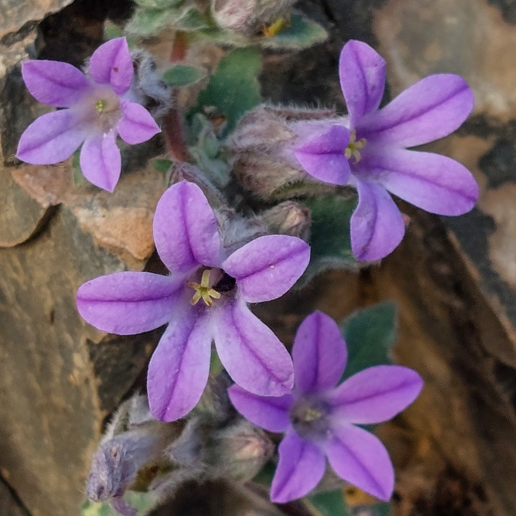 bellflowers