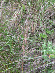 Festuca californica