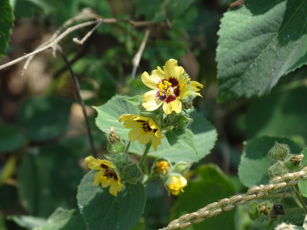 Allosidastrum hilarianum