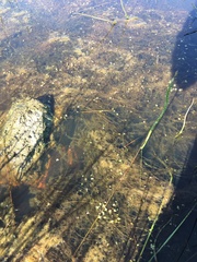 Callitriche marginata