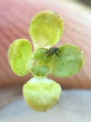 Callitriche marginata