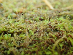 Odontoschisma denudatum