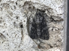Acronicta afflicta