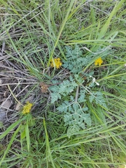 Cymopterus longipes