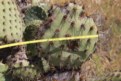 Opuntia oricola