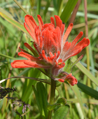 Castilleja miniata dixonii