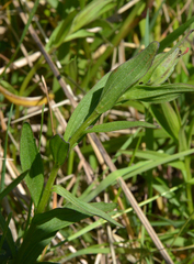 Castilleja miniata dixonii