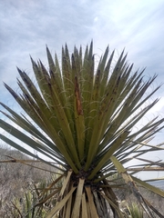 Yucca carnerosana