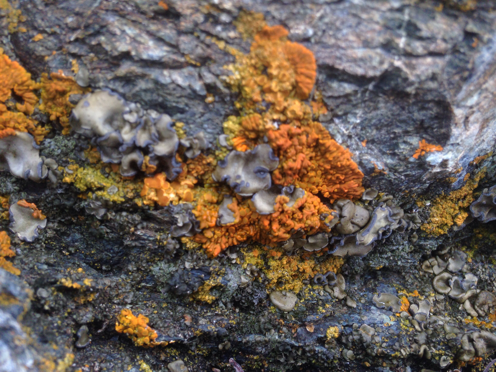 Peltula euploca image