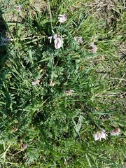 Astragalus cibarius