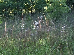 Penstemon laxiflorus