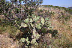 Opuntia oricola