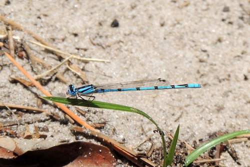 Atlantic Bluet photo 6