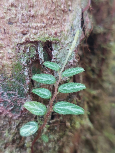 Peperomia tenella